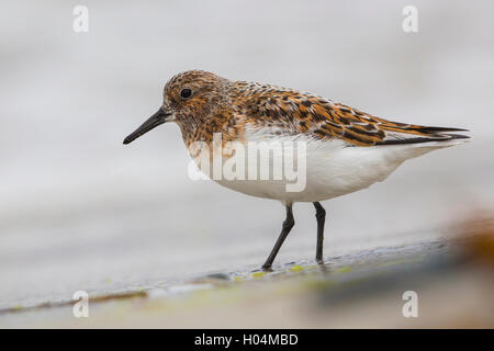Kleinen Stint (Calidris Minuta) Erwachsene stehen am Ufer Stockfoto
