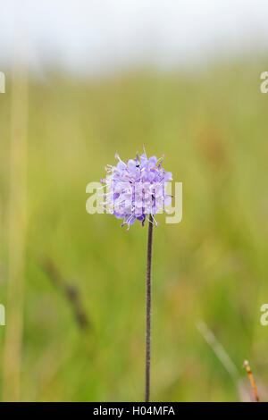 Succisa Pratensis. Devil's Bit Witwenblume in der schottischen Landschaft. Schottland Stockfoto