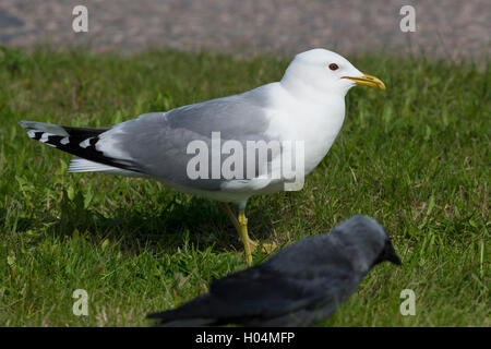 Mew Gull (Larus Canus), Erwachsene stehen auf dem Rasen Stockfoto