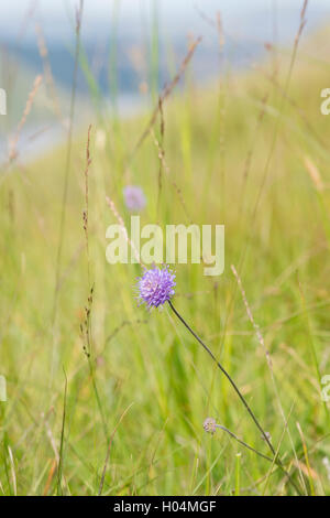 Succisa Pratensis. Devil's Bit Witwenblume in der schottischen Landschaft. Schottland Stockfoto