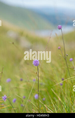 Succisa Pratensis. Devil's Bit Witwenblume in der schottischen Landschaft. Schottland Stockfoto