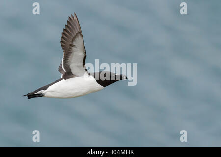 Tordalk (Alca Torda), Erwachsene im Flug Stockfoto