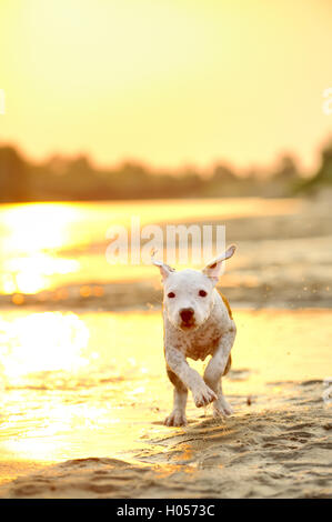 Amerikanischer Staffordshire-Terrier im Sonnenuntergang Stockfoto