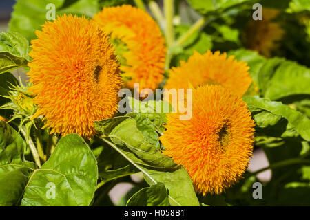 Ziersorten von Sonnenblumen im Garten. Leuchtend orange Blüten in voller Blüte. Tiefenschärfe, Nahaufnahme. Stockfoto