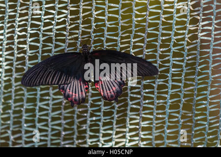 Scharlachrote Mormone (Papilio Rumanzovia), Männlich Stockfoto