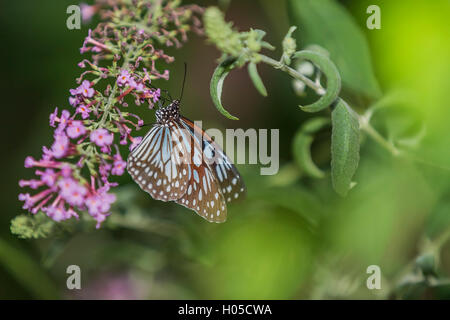 Pale Blue Tiger auf Blume Schmetterling Stockfoto