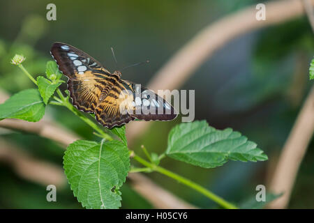 Braun Haarschneider Schmetterling - Parthenos sylvia Stockfoto