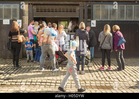 Familien besuchen Glasgows Clydesdale-Pferde bei Pollok Country Park, Glasgow, Schottland Stockfoto