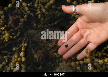 Extra kleine Kissen Seestern auf menschliche finger Stockfoto