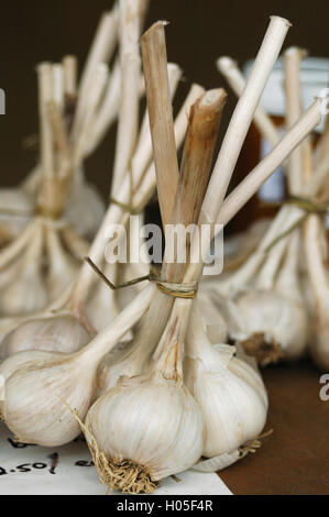 Knoblauchköpfe zum Verkauf auf dem Bauernmarkt Stockfoto