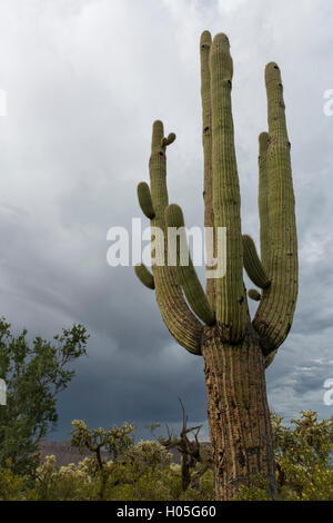 Warten auf den Monsun in der Sonora-Wüste, Saguaro National Park, West Einheit, Tucson, Arizona Saguaro-Kaktus Stockfoto