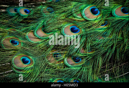 Foto von einem schönen Pfau in einem zoo Stockfoto