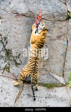 Schweden. Nordens Ark (Arche des Nordens) ist ein Zoo in Bohuslän. Der Amur-Tiger ist auch unter den Namen sibirischen Tiger bekannt. Stockfoto