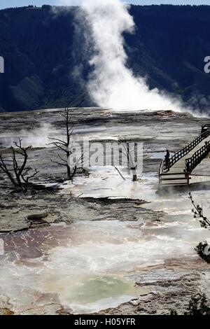 Dampf-Themen aus thermisch aktiven Formationen in den oberen Terrassen in Mammoth Hot Springs, Yellowstone-Nationalpark Stockfoto