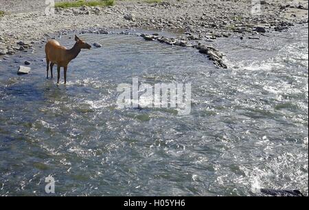 Weibliche Elche (Cervus Canadensis) stehen in einem flachen Bereich des fließenden Stroms im Yellowstone National Park Stockfoto