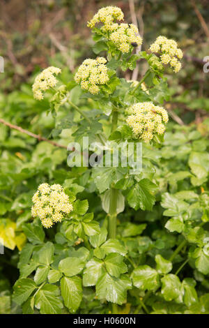 Alexanders (Smyrnium Olusatrum) Blume wächst in Hecke, unterwegs, in Norfolk, England, im Frühjahr Stockfoto