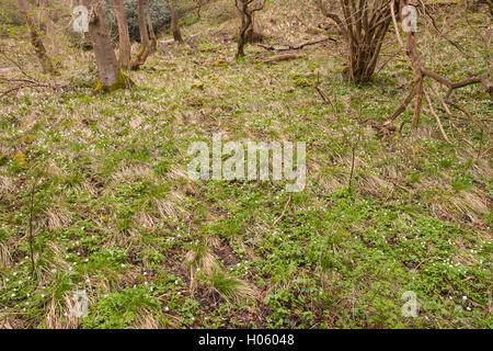 Buschwindröschen (Anemone Nemorosa) Blumen wachsen im Wald im Frühjahr im England, United Kingdom Stockfoto