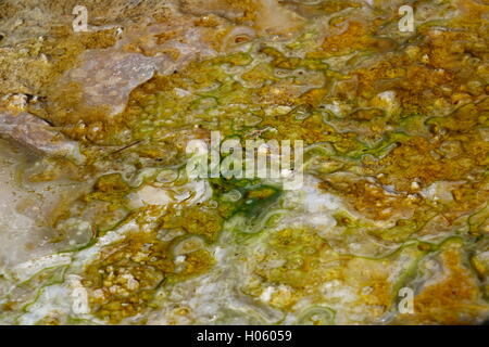 Farbige Einlagen aus heißen Quellen aufgrund der Thermosäule. Mammoth Hot Springs, Yellowstone-Nationalpark Stockfoto