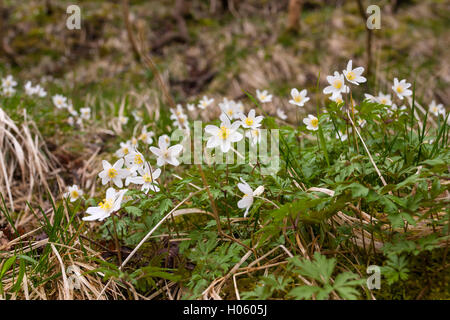 Buschwindröschen (Anemone Nemorosa) Blumen wachsen im Wald im Frühjahr im England, United Kingdom Stockfoto