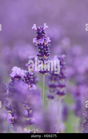 Common name Lavandula (Lavendel) ist eine Gattung von 39 bekannten Arten von Blütenpflanzen in den MINT-Familie Lamiaceae. Stockfoto