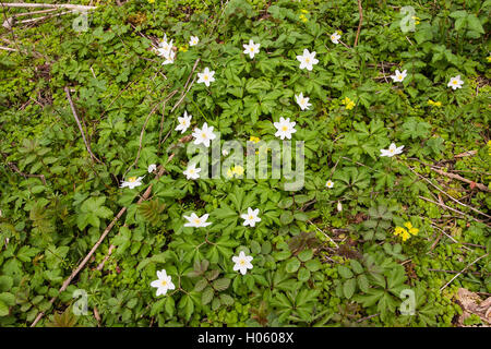 Buschwindröschen (Anemone Nemorosa) Blumen wachsen im Wald im Frühjahr im England, United Kingdom Stockfoto