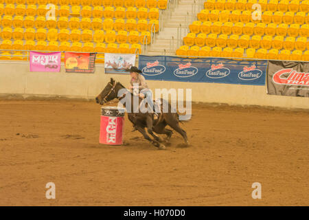 Ein Cowgirl ein Fass Rennen in einer Reithalle, Tamworth Australia. Stockfoto