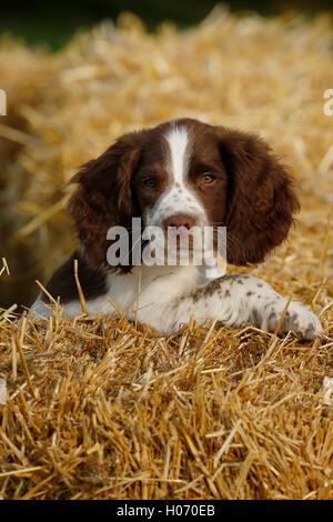 Moos, spielt ein 12 Wochen Alter Springer Spaniel Welpen auf Strohballen an der Herbst-Show und Spiel Messe 2015 bei Ardingly, West Susse Stockfoto