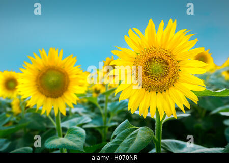 Große Sonnenblume im Fokus gegen blauen Himmel Stockfoto