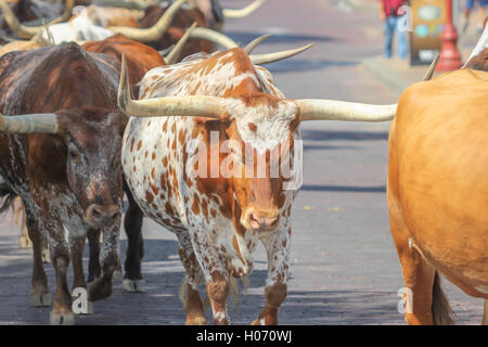 Longhorn Cattle Drive auf Street, Fort Worth Texas Stock Yards Stockfoto