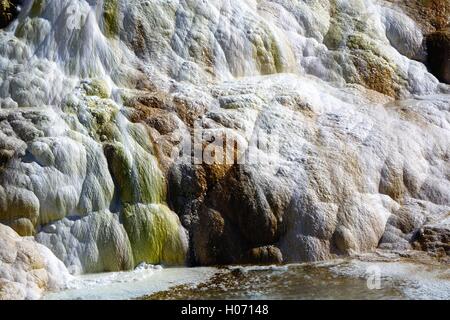 Amor Frühling, eine heiße Quelle in Mammoth Hot Springs, Yellowstone-Nationalpark. Die Farbe ist auf thermophilen. Stockfoto