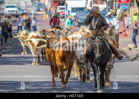 Junge Cowgirl Reiten Pferd führenden Longhorn Rindern Ft Worth Texas Stockfoto