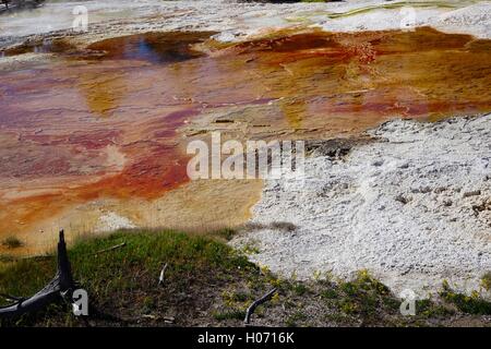 Dampfend heiße Quelle Formationen. Die Farbe ist auf thermophilen Stockfoto