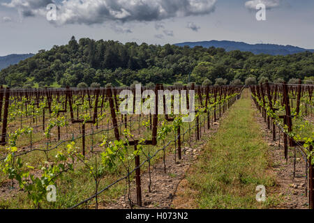 Weinberg, Paraduxx Winery Yountville, Napa Valley, Kalifornien, USA, Nordamerika Stockfoto