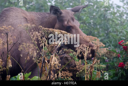 Ein Elch Kuh und Kalb Aussehen zum Abendessen in einem leichten Nebel Stockfoto