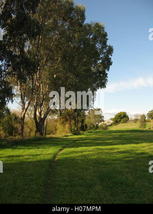 Bäume, die das Hunter River Valley, Singleton, New South Wales säumen Stockfoto