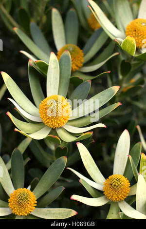 Leucadendron Gandogeri Proteas oder bekannt als breites Blatt Kegel Bush Blüten Stockfoto