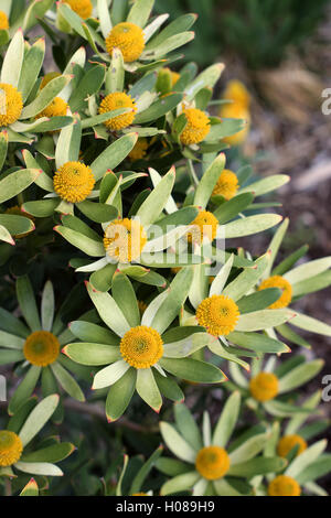 Leucadendron Gandogeri Proteas oder bekannt als breites Blatt Kegel Bush Blüten Stockfoto