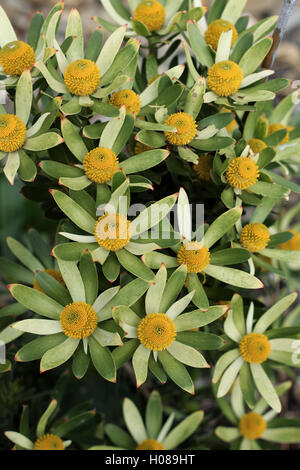 Leucadendron Gandogeri Proteas oder bekannt als breites Blatt Kegel Bush Blüten Stockfoto