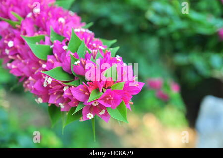 Bougainvillea-Blüten Stockfoto