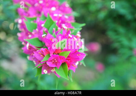 Bougainvillea-Blüten Stockfoto