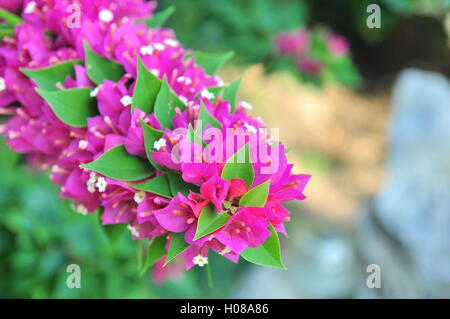 Bougainvillea-Blüten Stockfoto