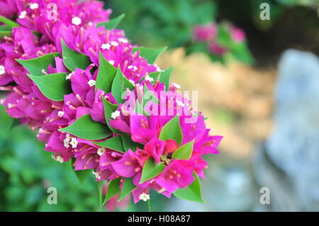 Bougainvillea-Blüten Stockfoto