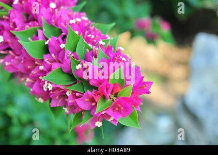 Bougainvillea-Blüten Stockfoto