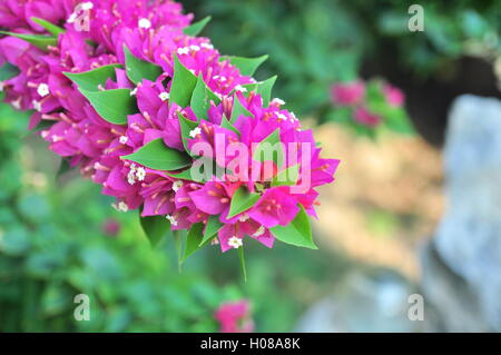 Bougainvillea-Blüten Stockfoto