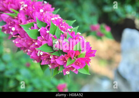 Bougainvillea-Blüten Stockfoto