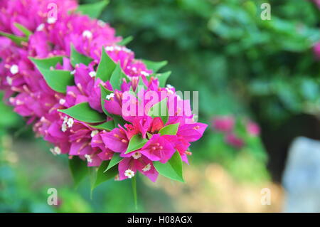 Bougainvillea-Blüten Stockfoto