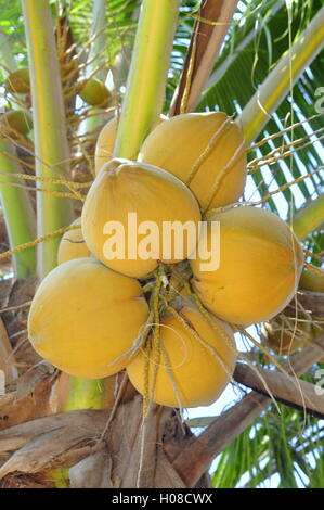 Rote Kokosnüsse an einem Baum in Vietnam Stockfoto