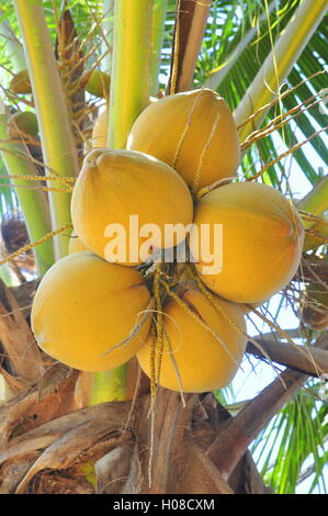 Rote Kokosnüsse an einem Baum in Vietnam Stockfoto