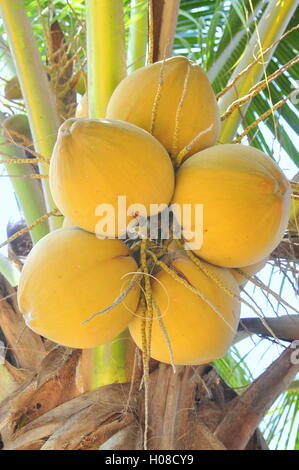 Rote Kokosnüsse an einem Baum in Vietnam Stockfoto