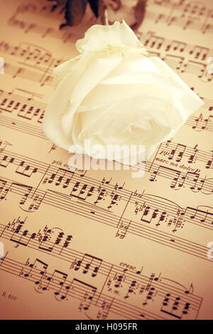 Weiße Rose und Musik - Datenblatt Bild für Buch Cover Stockfoto